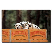 Clydesdale Dalmation resting on Budweiser Case- 24x36 Canvas, ABDAL-C2436GG